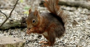 Read more about the article What Is the IQ of a Squirrel? Exploring Squirrel Intelligence and Problem-Solving Skills