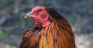 Read more about the article What Is the IQ of a Chicken? Exploring Their Surprising Intelligence and Behavioural Insights